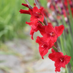 Gladiolus colvillei 'Red Drizzle'