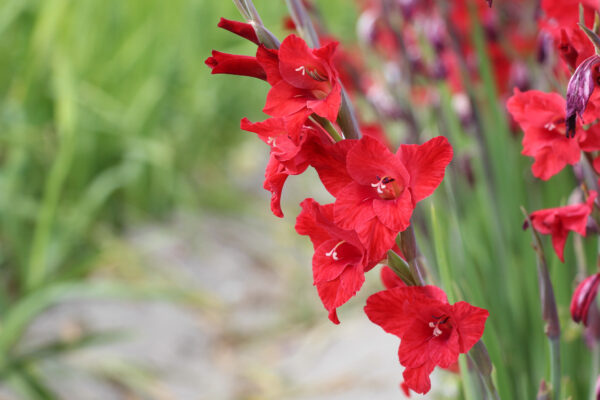 Gladiolus colvillei 'Red Drizzle'