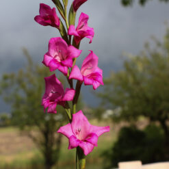 Gladiolus nanus 'Summer Jewel'