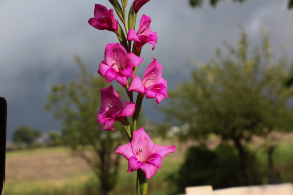 Gladiolus nanus 'Summer Jewel'