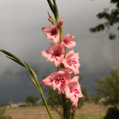 Gladiolus nanus 'Summer Love'