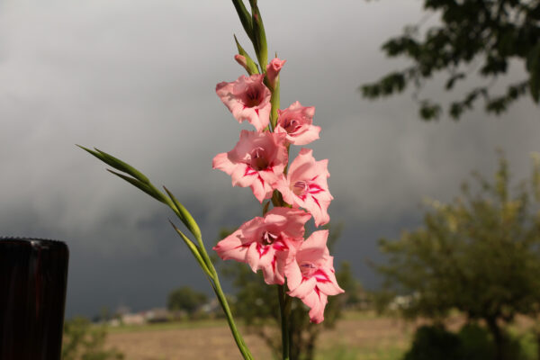 Gladiolus nanus 'Summer Love'
