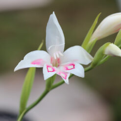 Gladiolus nanus 'Nymph'