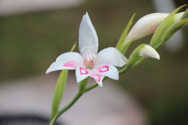 Gladiolus nanus 'Nymph'