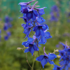 Delphinium belladonna 'Volkerfrieden'