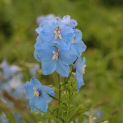 Delphinium belladonna 'Ballkleid'