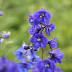 Delphinium belladonna 'Atlantis'