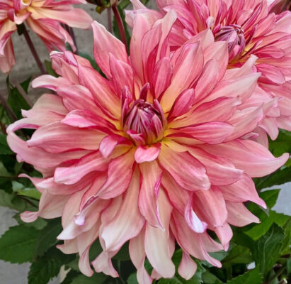 Dahlia 'Salmon Impression'