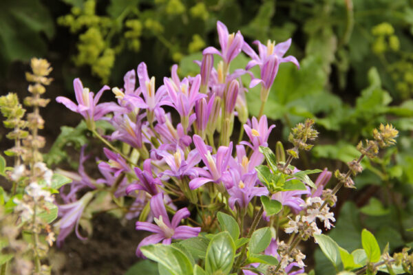 Brodiaea californica 'Babylon'