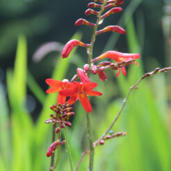 Crocosmia 'Emberglow'