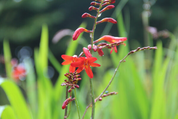 Crocosmia 'Emberglow'