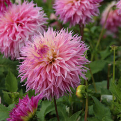 Dahlia 'Pineland's Princess'