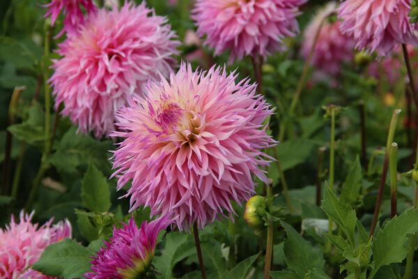 Dahlia 'Pineland's Princess'