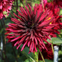 Dahlia 'Black Narcissus'