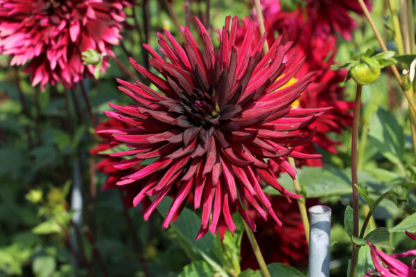 Dahlia 'Black Narcissus'