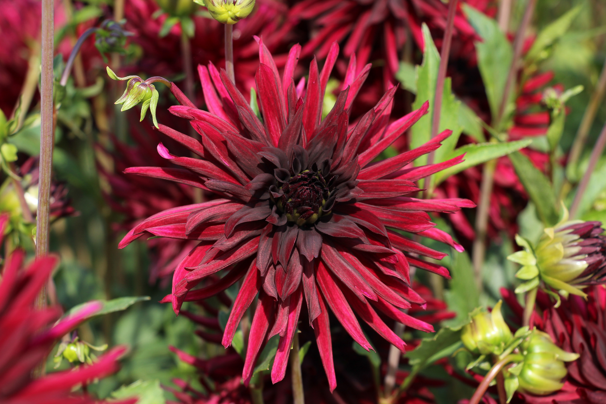 Dahlia 'Black Narcissus' - Afbeelding 3