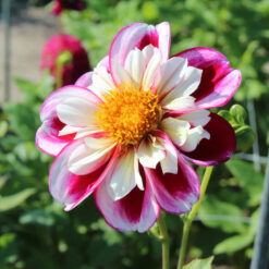Dahlia 'Bumble Rumble'