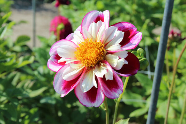 Dahlia 'Bumble Rumble'