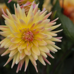 Dahlia 'Cabana Banana'