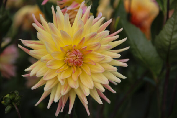 Dahlia 'Cabana Banana'