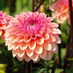 Dahlia 'Daisy Duke'