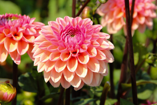 Dahlia 'Daisy Duke'