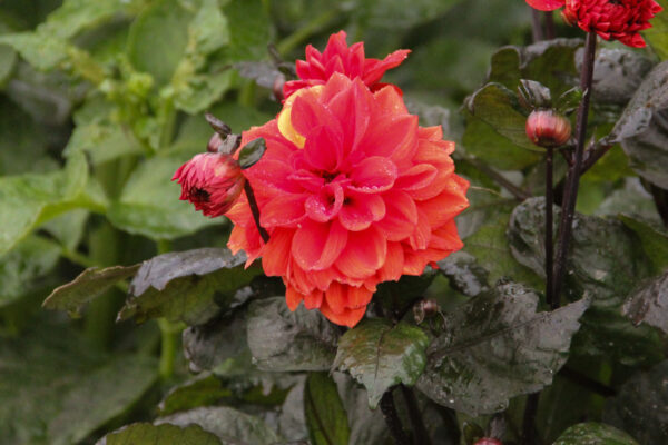 Dahlia 'Ellen houston'