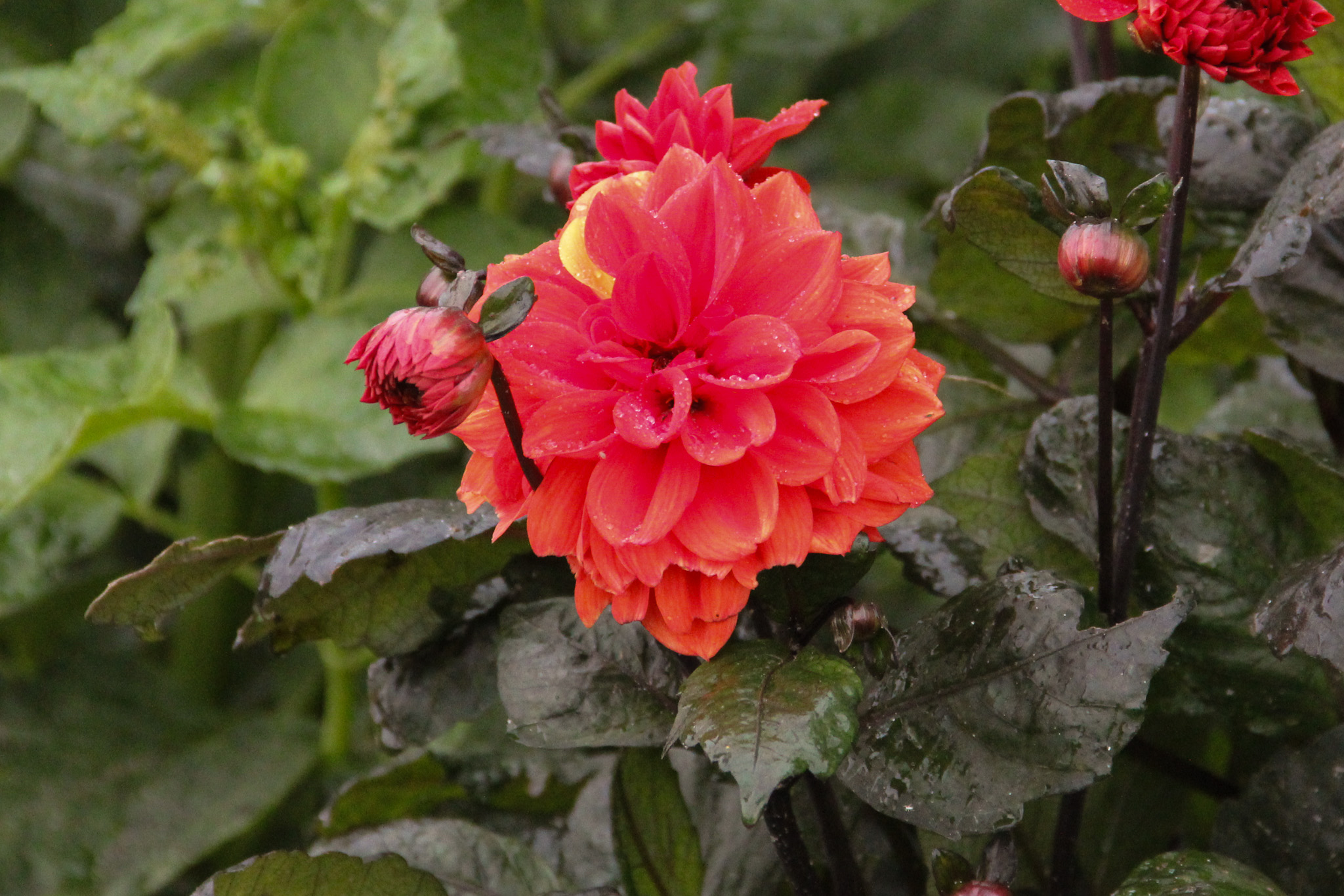 Dahlia 'Ellen houston'