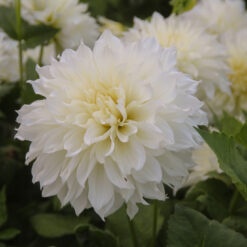 Dahlia 'Fleurette'