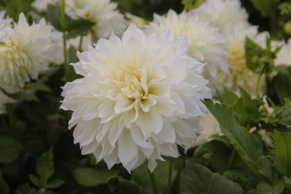 Dahlia 'Fleurette'