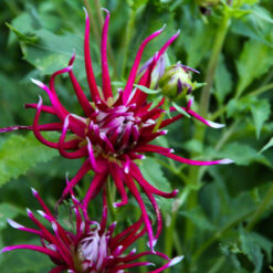 Dahlia 'Hollyhill Spiderwoman'