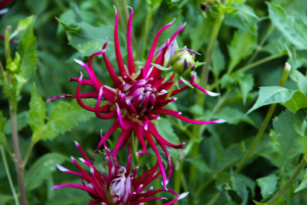 Dahlia 'Hollyhill Spiderwoman'