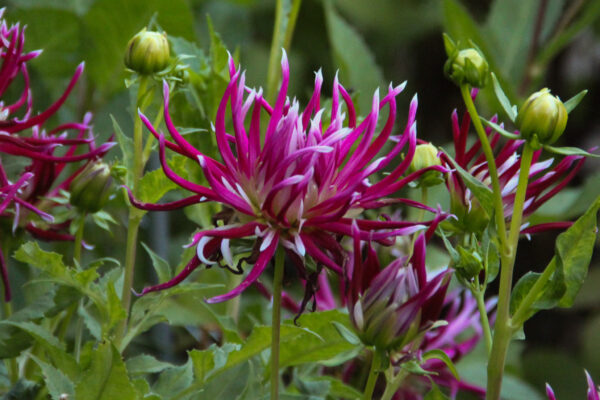 Dahlia 'Hollyhill Spiderwoman'