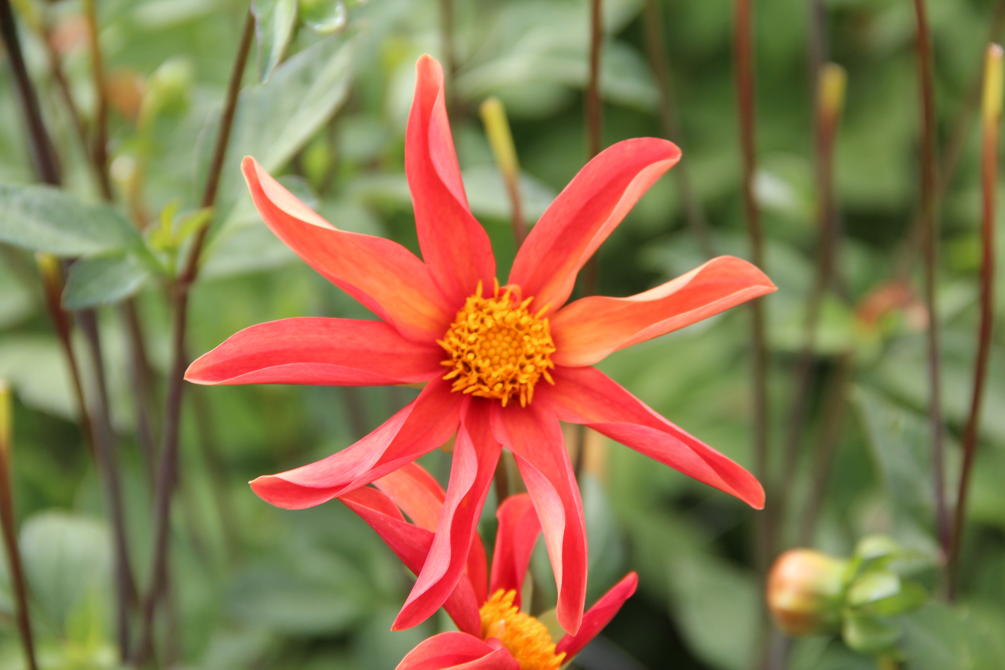 Dahlia 'Honka Oranje'
