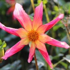 Dahlia 'Honka Surprise'