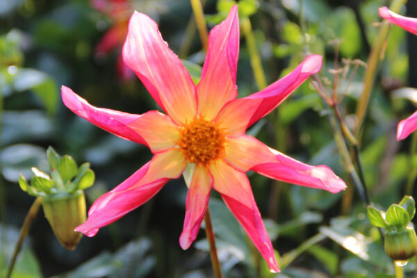 Dahlia 'Honka Surprise'