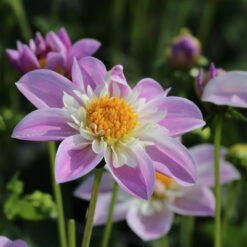 Dahlia 'Impression Famoso'