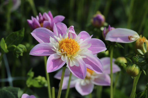 Dahlia 'Impression Famoso'