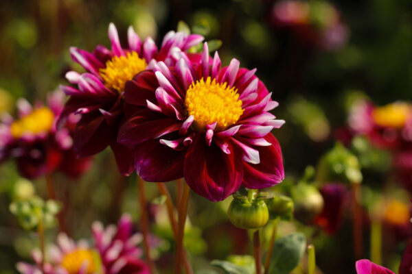 Dahlia 'Impression Fantastico'