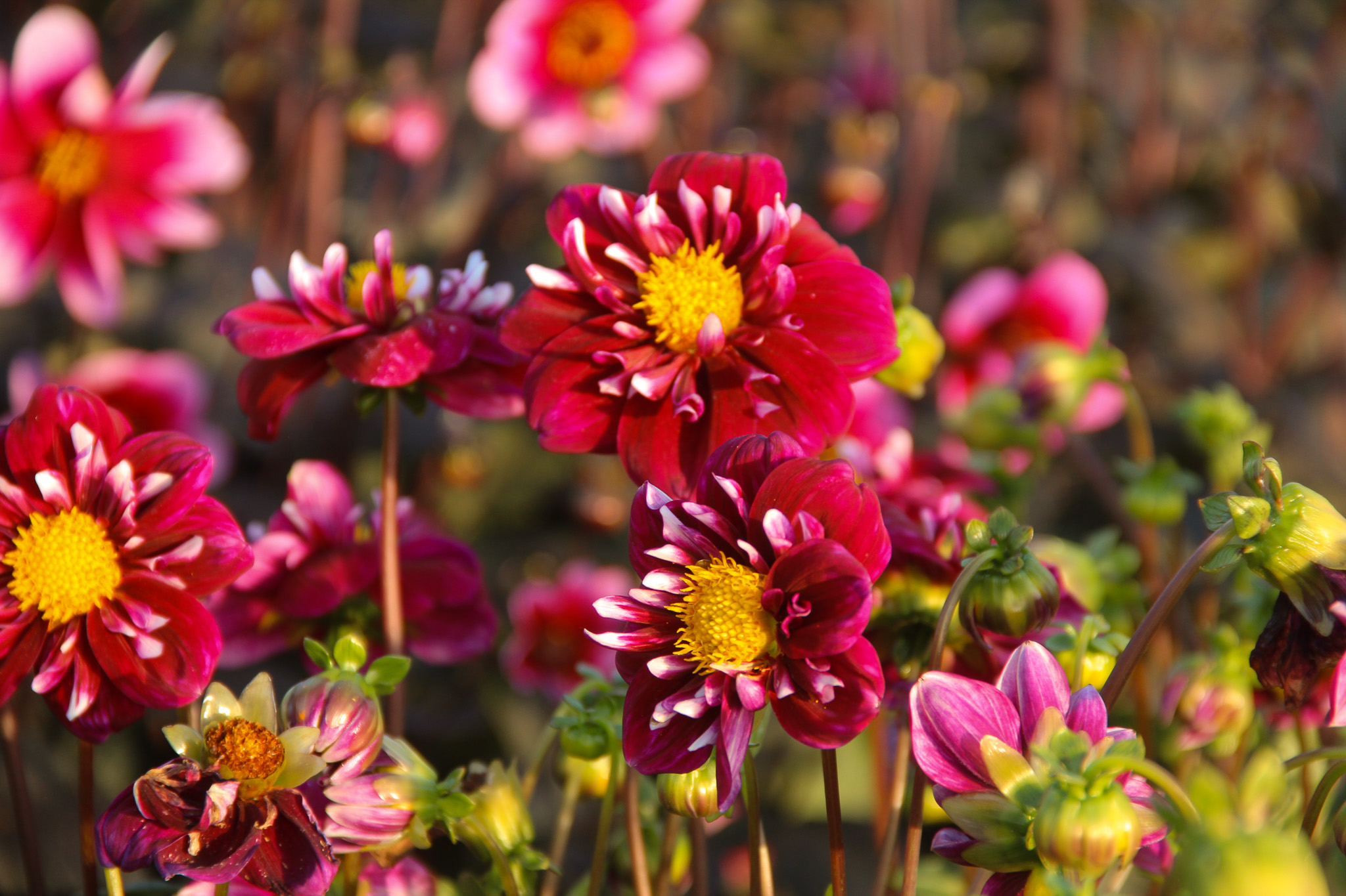 Dahlia 'Impression Fantastico' - Afbeelding 2