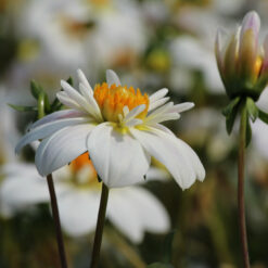 Dahlia 'Impression Flamenco'
