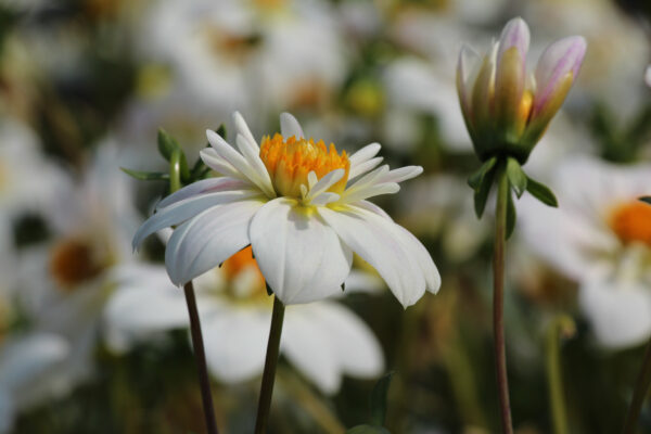 Dahlia 'Impression Flamenco'