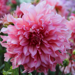 Dahlia 'Islander'