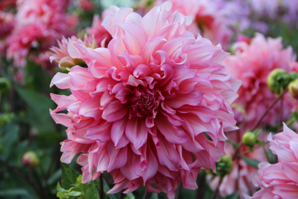 Dahlia 'Islander'