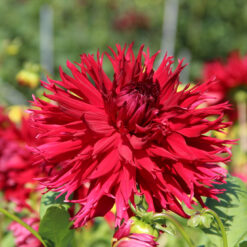 Dahlia 'Jaxon'
