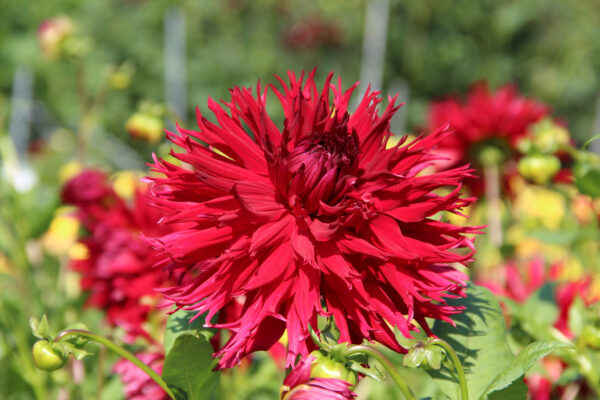 Dahlia 'Jaxon'