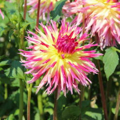 Dahlia 'Lindsay Michelle'