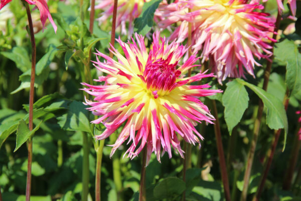 Dahlia 'Lindsay Michelle'