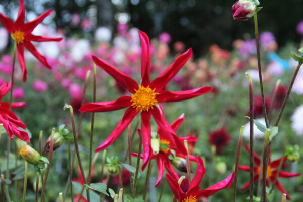 Dahlia 'Mary Schnugg'