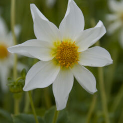 Dahlia 'North Star'